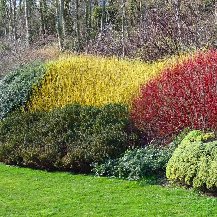 Redosier Dogwood Shrub