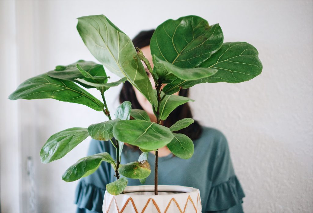 Fiddle Leaf Fig Plant Care Light And Sunshine Guide