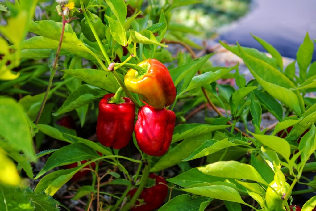 Can Strawberries And Peppers Grow Together?