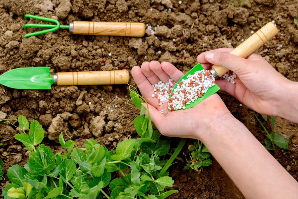 Can Too Much Epsom Salt Hurt Plants?