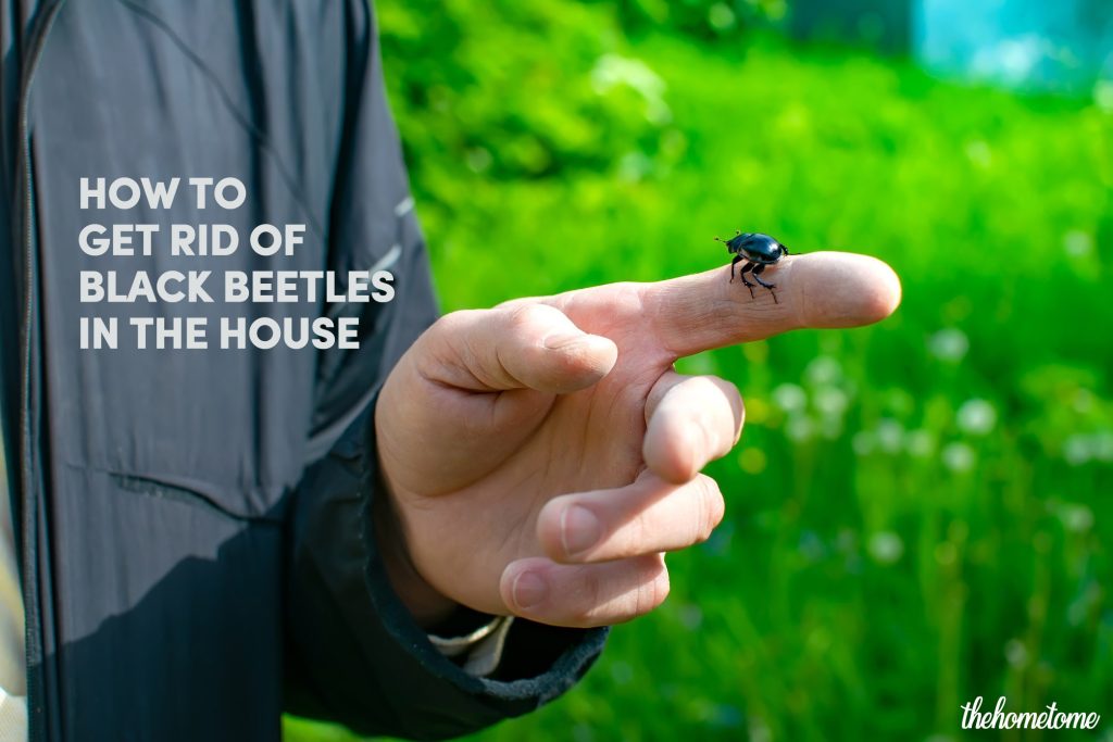 get rid of black beetles in the home