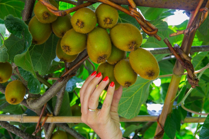 Growing And Planting Kiwi Fruit