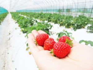 growing strawberries in the garden