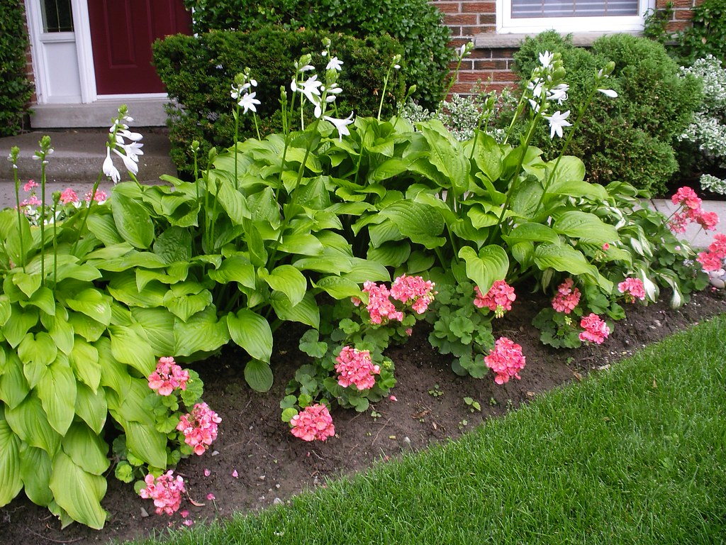 Evergreen Hostas Shrub