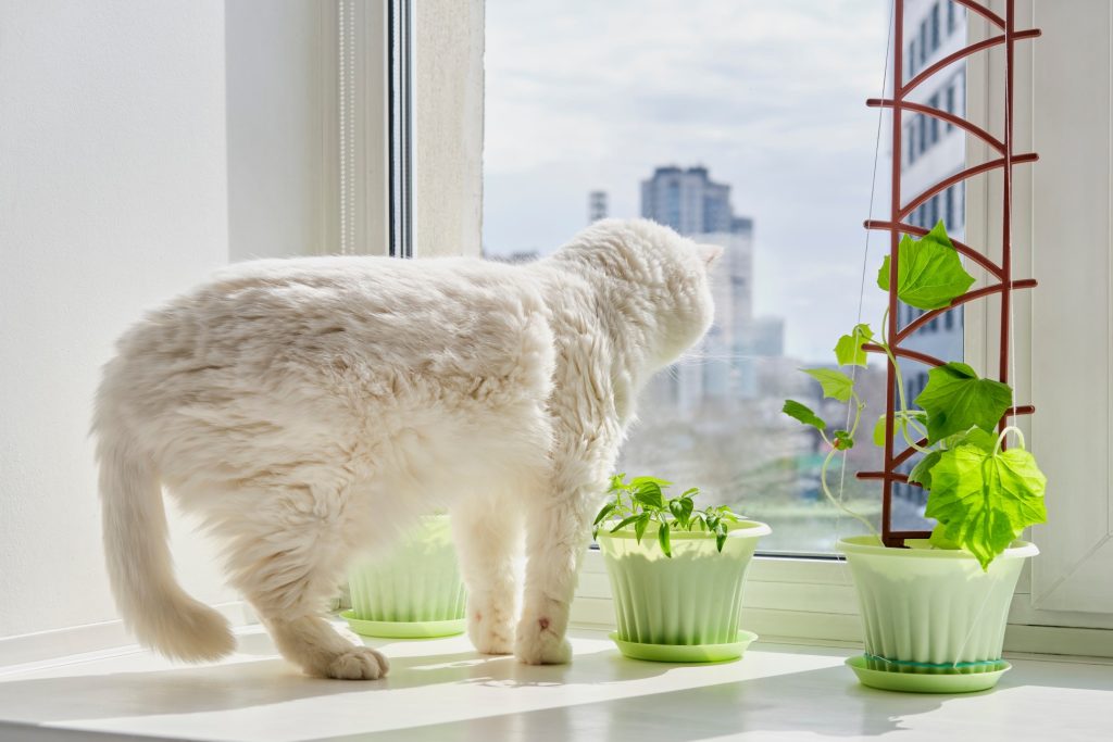 houseplants and pets never never plant