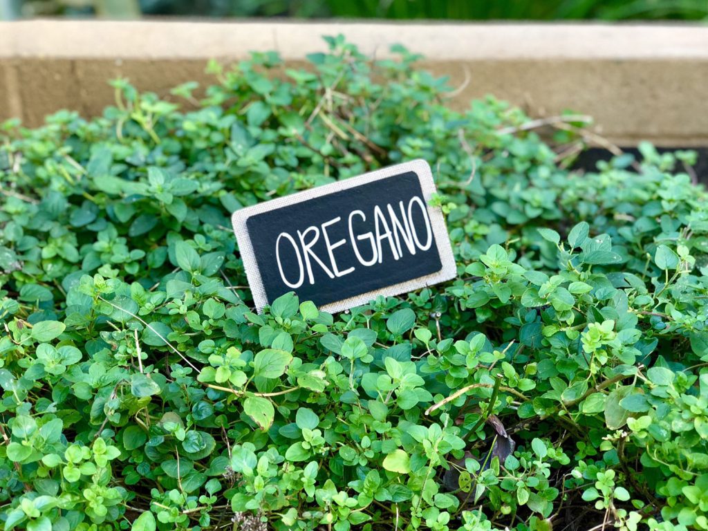 Oregano Companion Planting Guide