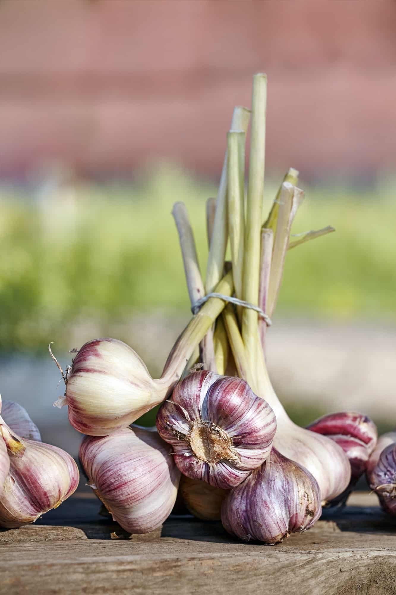 Organic garlic