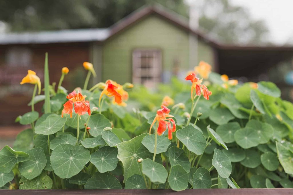 Nasturtium Companion Plants