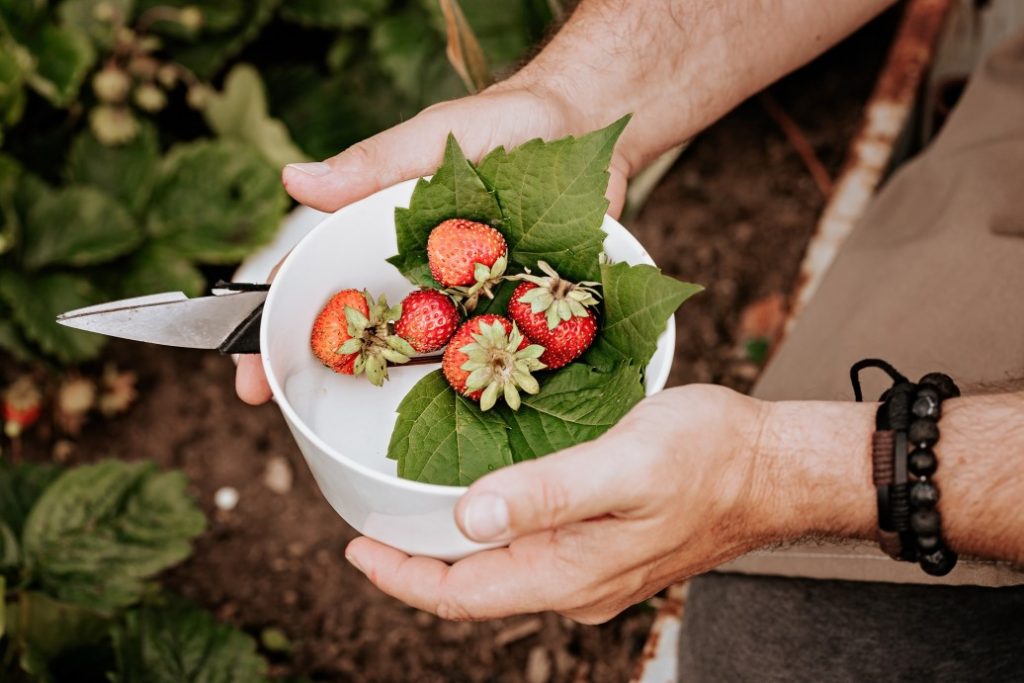 Growing strawberries