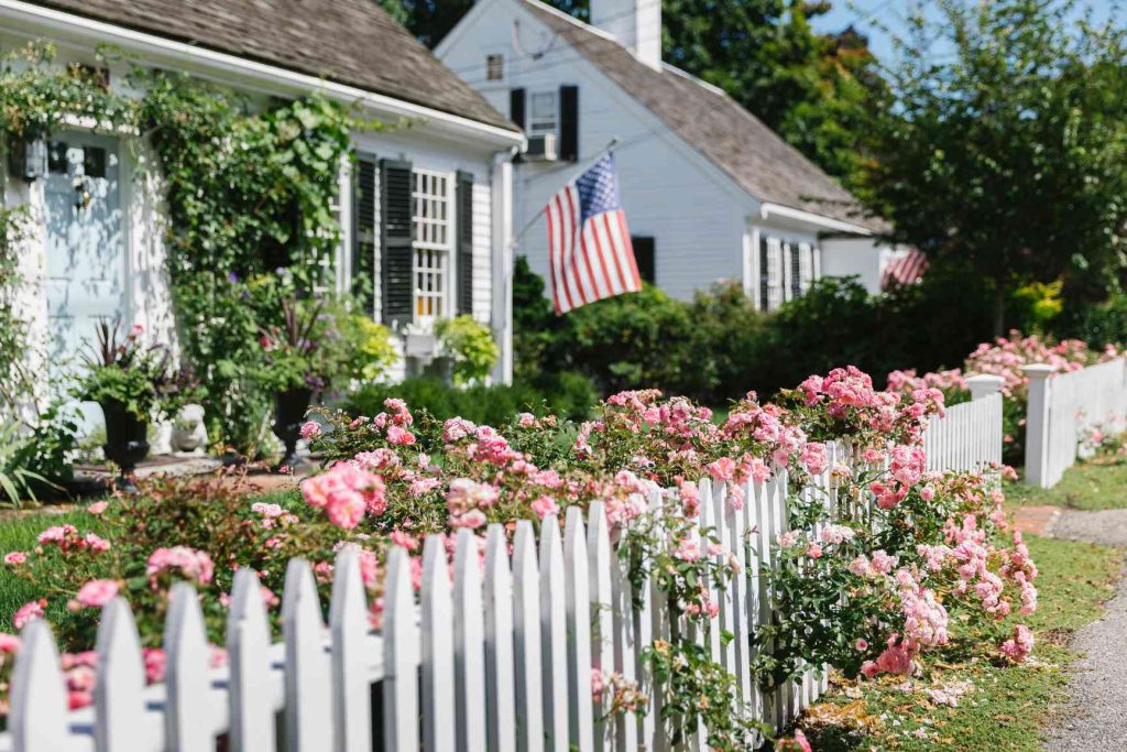 Roses evergreen shrub 