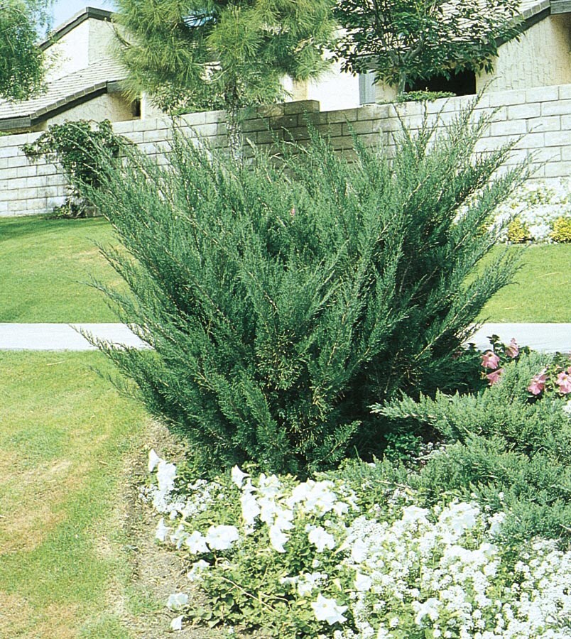 Sea Green Juniper Shrub