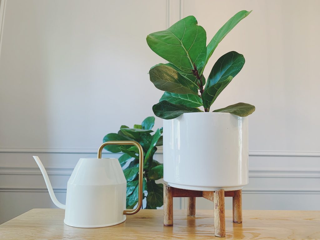 Fiddle Leaf Fig Plant Care