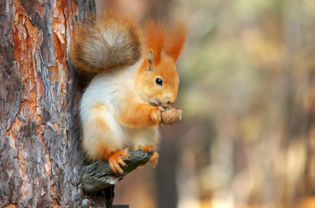 Do squirrels eat pistachios?