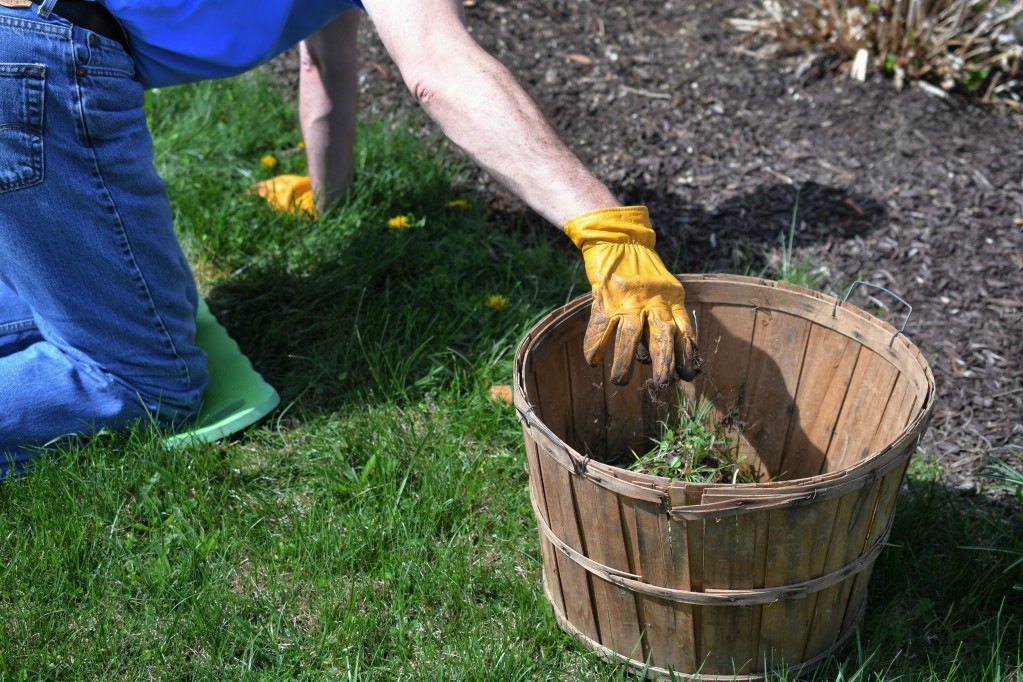 What to Use Instead Of Mulch