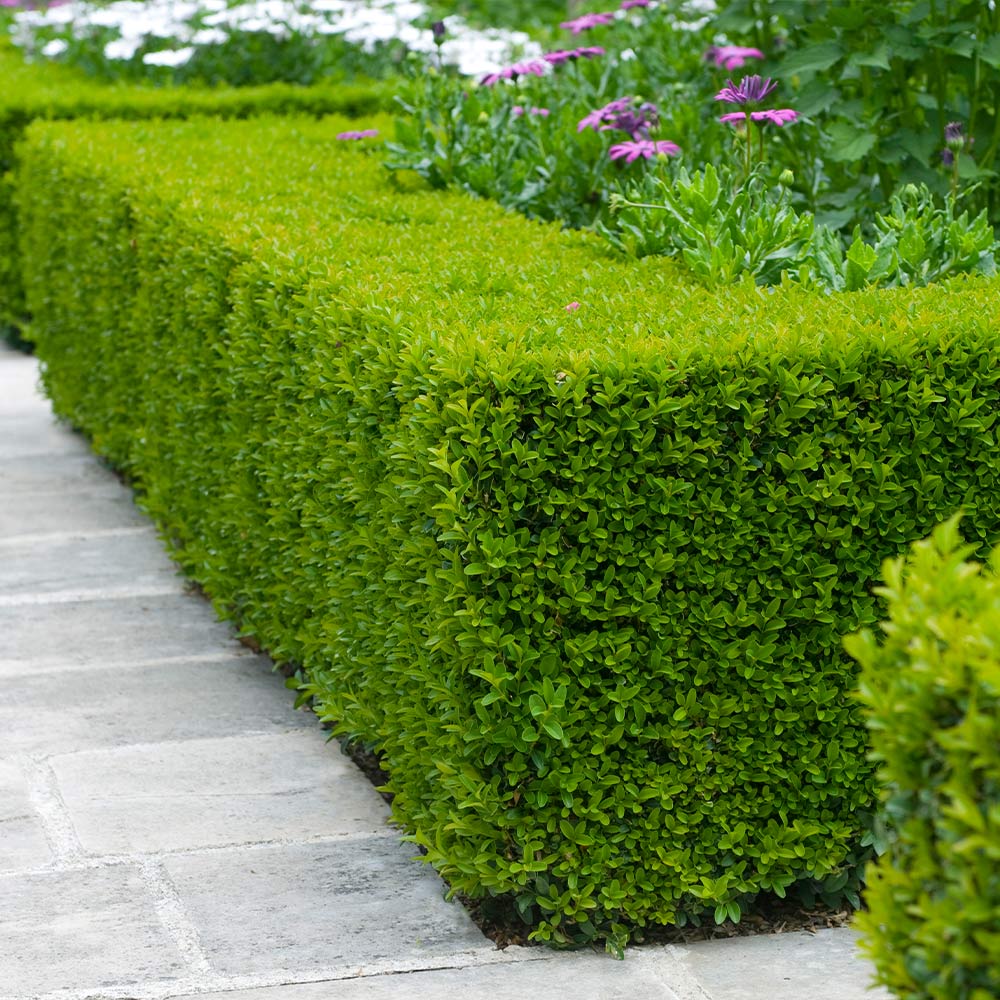 There are various types of boxwood variety and the one that is sure going t...
