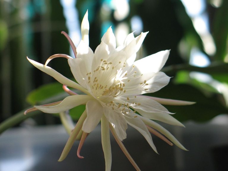 How to Care For Epiphyllum Cactus