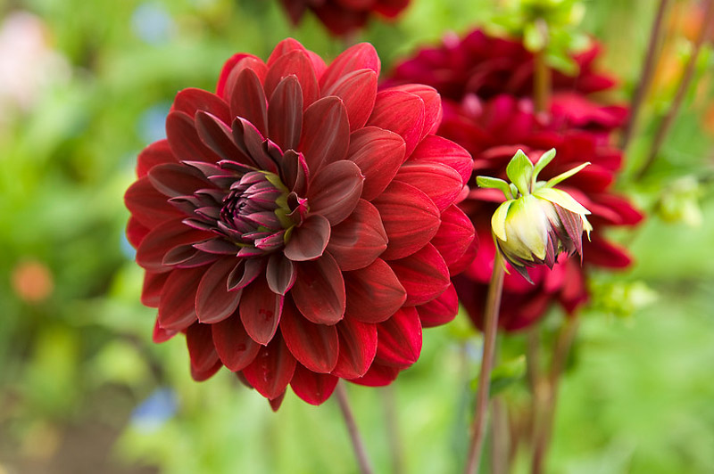 Arabian Night Dahlia