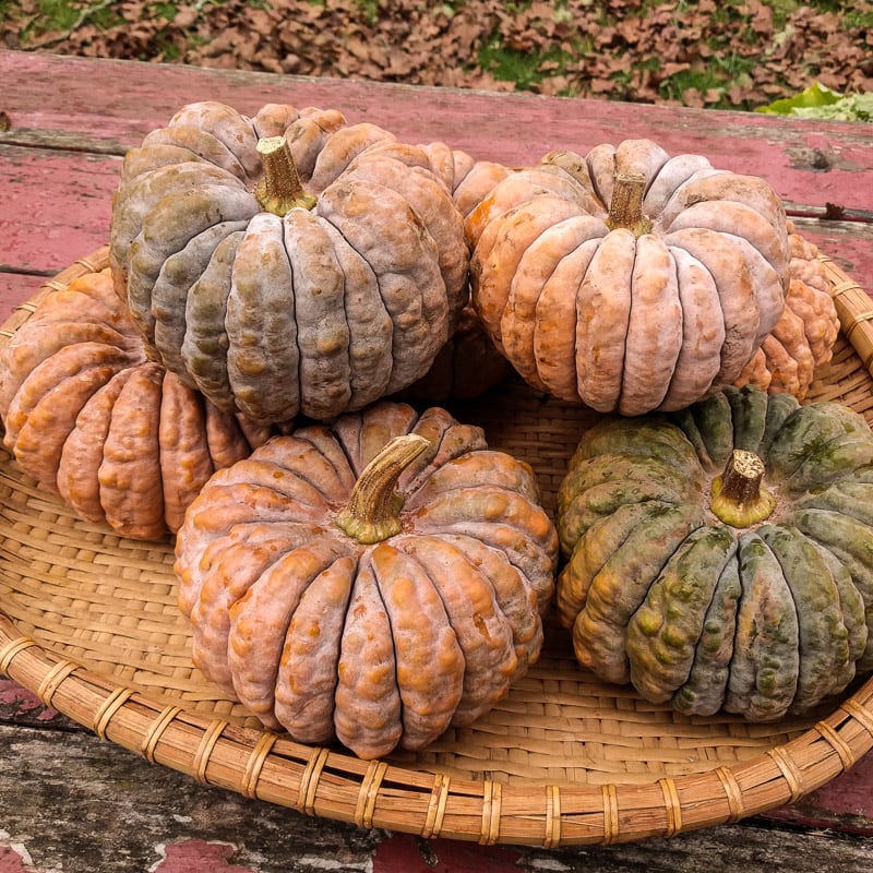 Black Futsu Pumpkin 