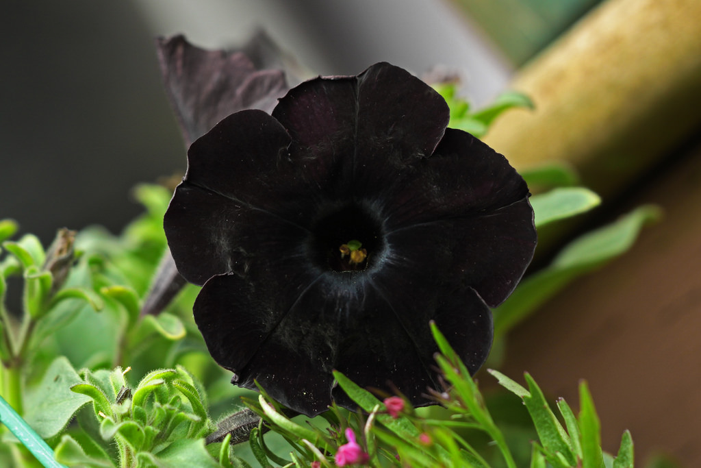 Black Petunia flower thehometome