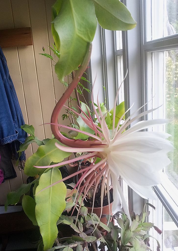 Epiphyllum Cactus Care And Growth