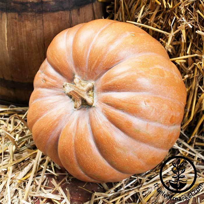 Fairytale Pumpkin