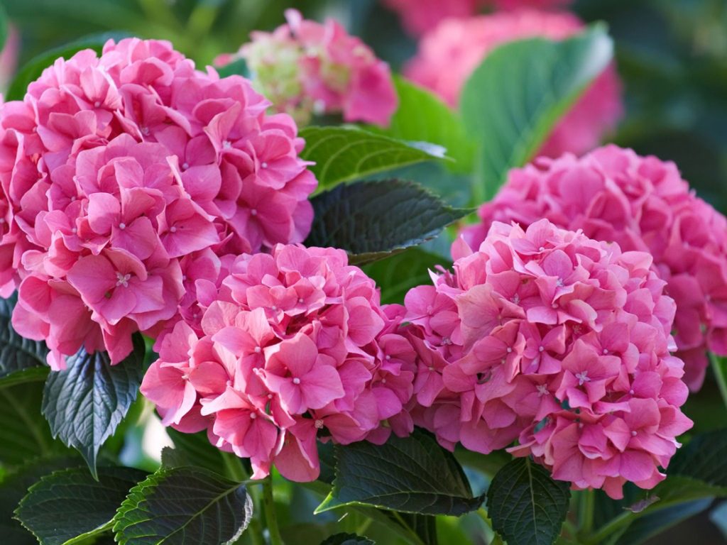 Pink Hydrangeas