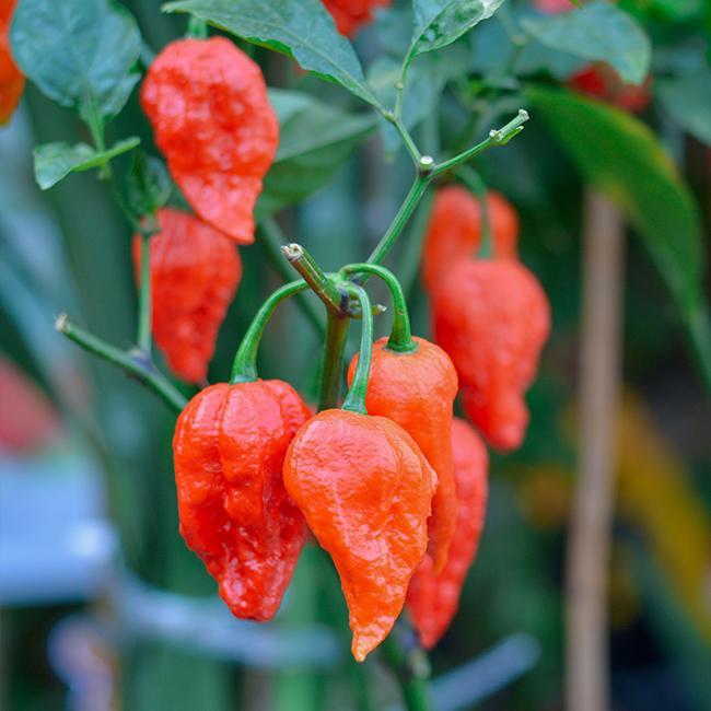 Ghost Chili Peppers