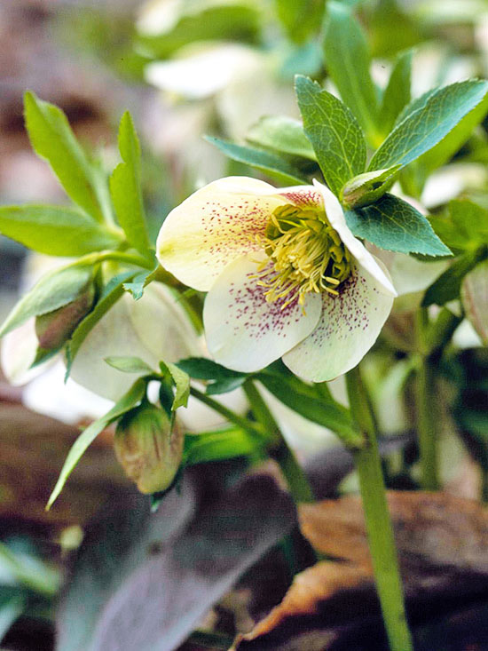 Hellebore