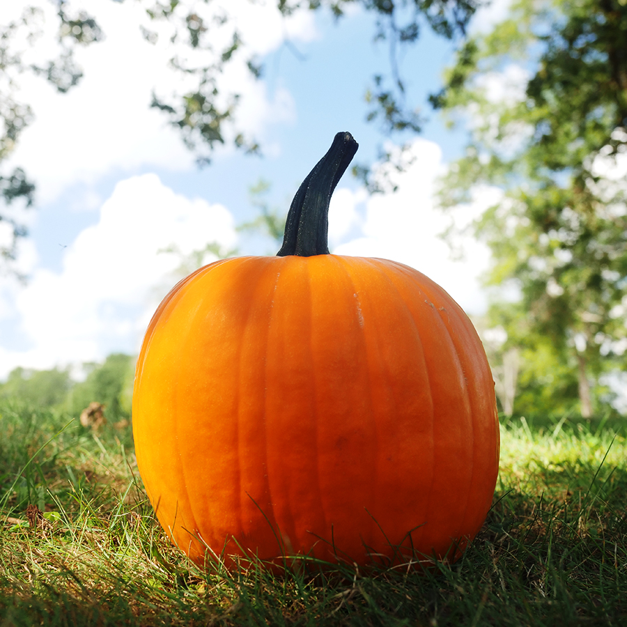 Hijinks pumpkins