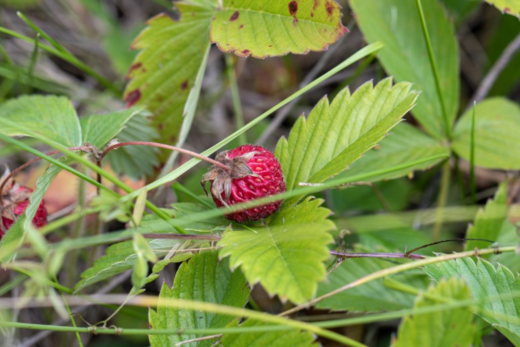 How to Fix Strawberry Leaves Turning Brown Issues