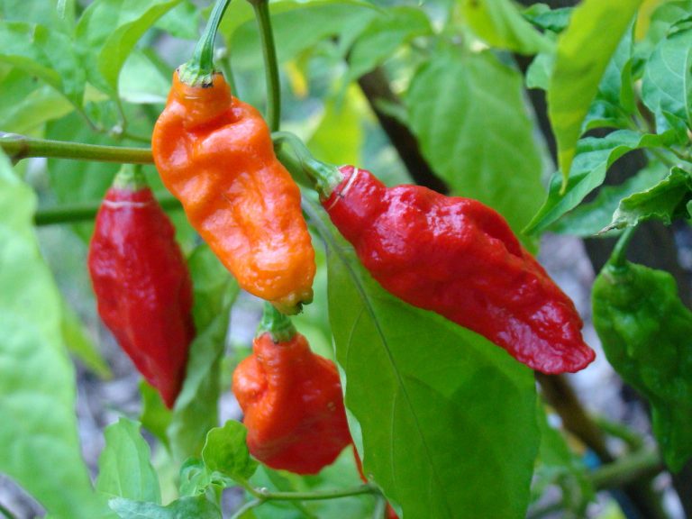 How to Grow Ghost Chili Peppers