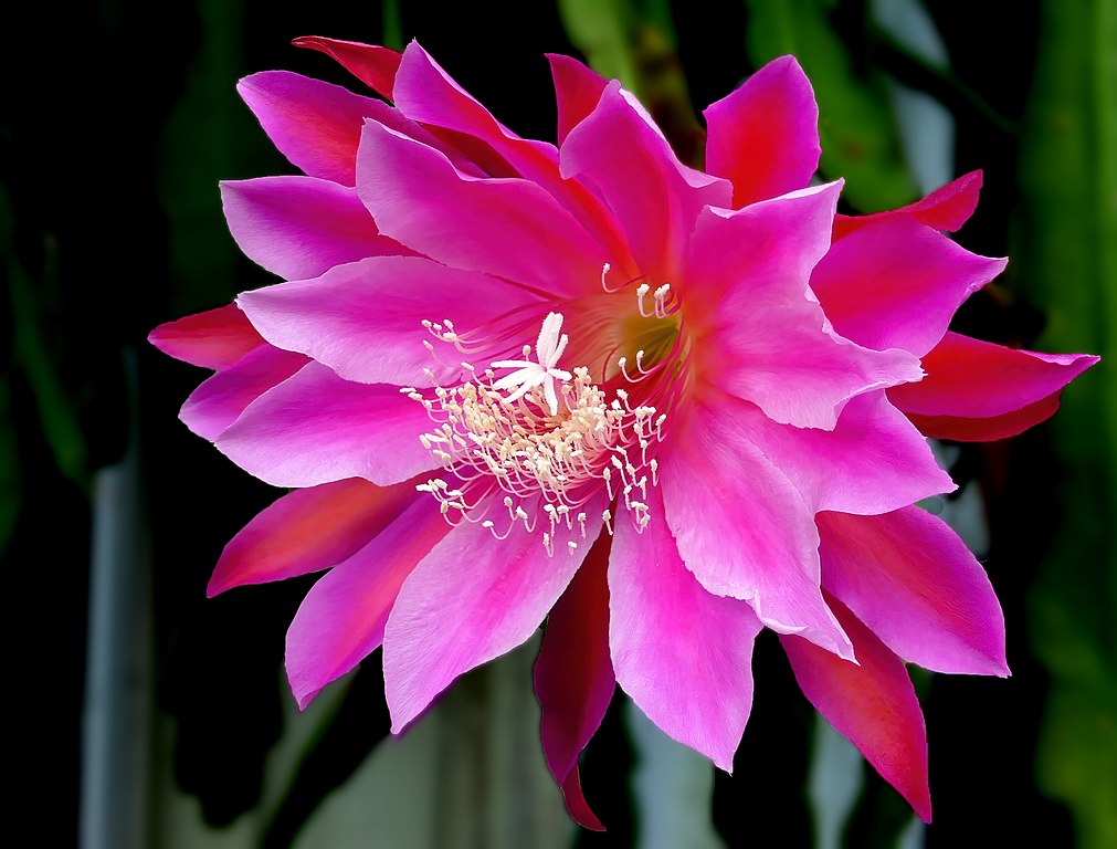 Epiphyllum Cactus Care