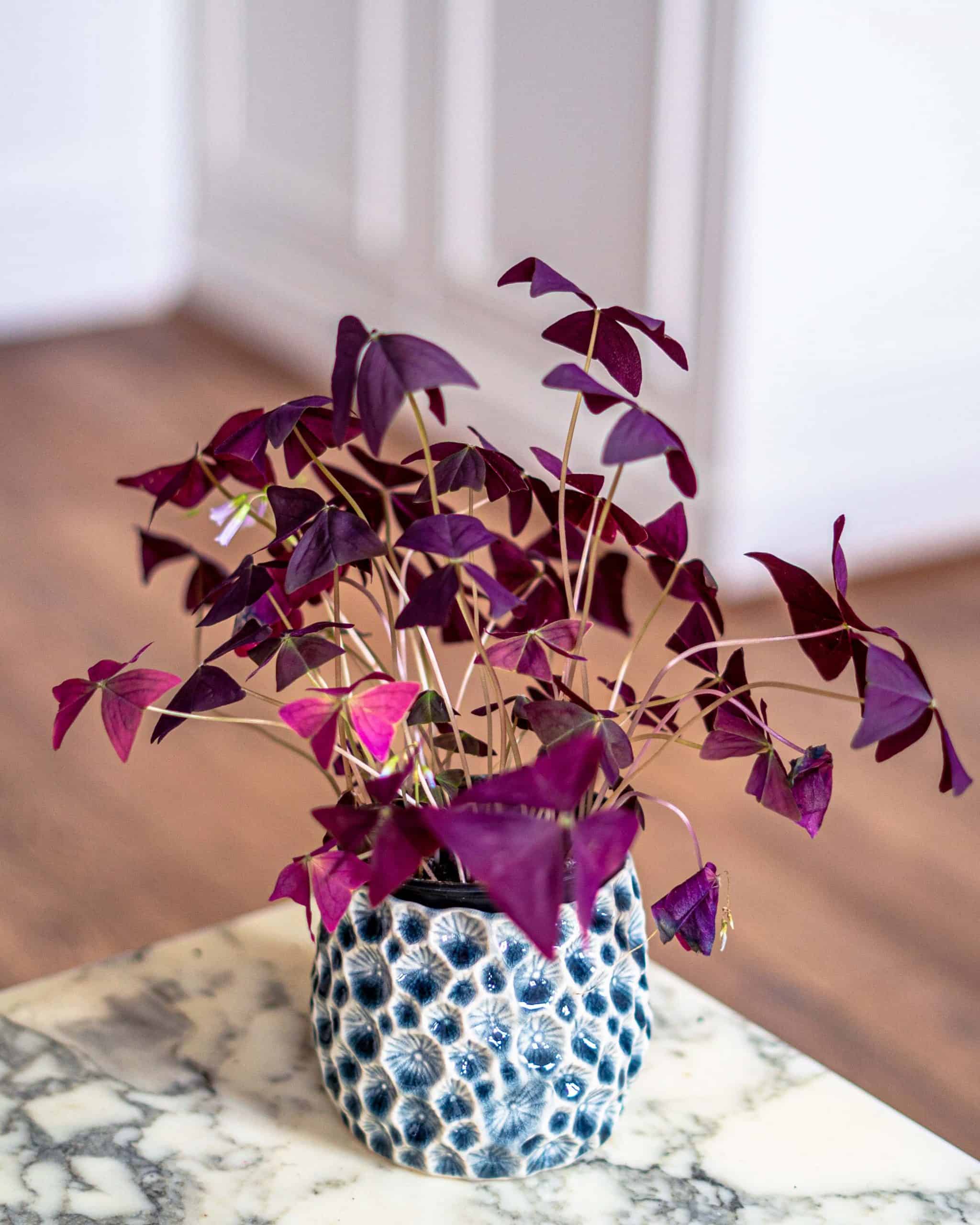 Oxalis Triangularis “Shamrock plant”