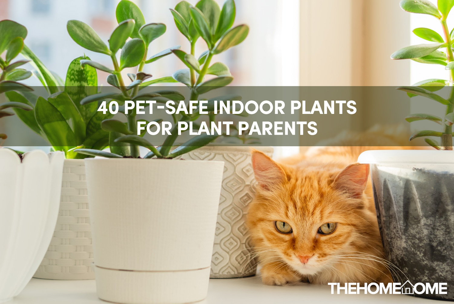 are basil plants poisonous to cats and dogs