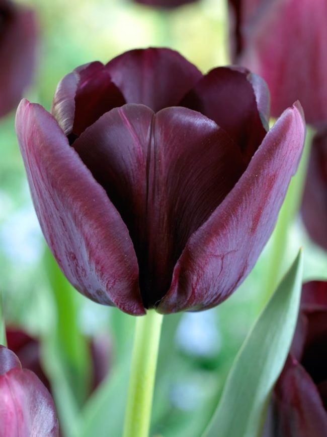 Queen of the night Tulip