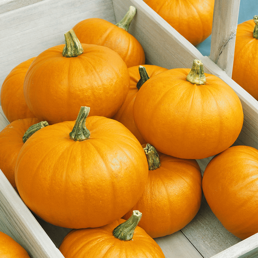 Small Sugar Pumpkins