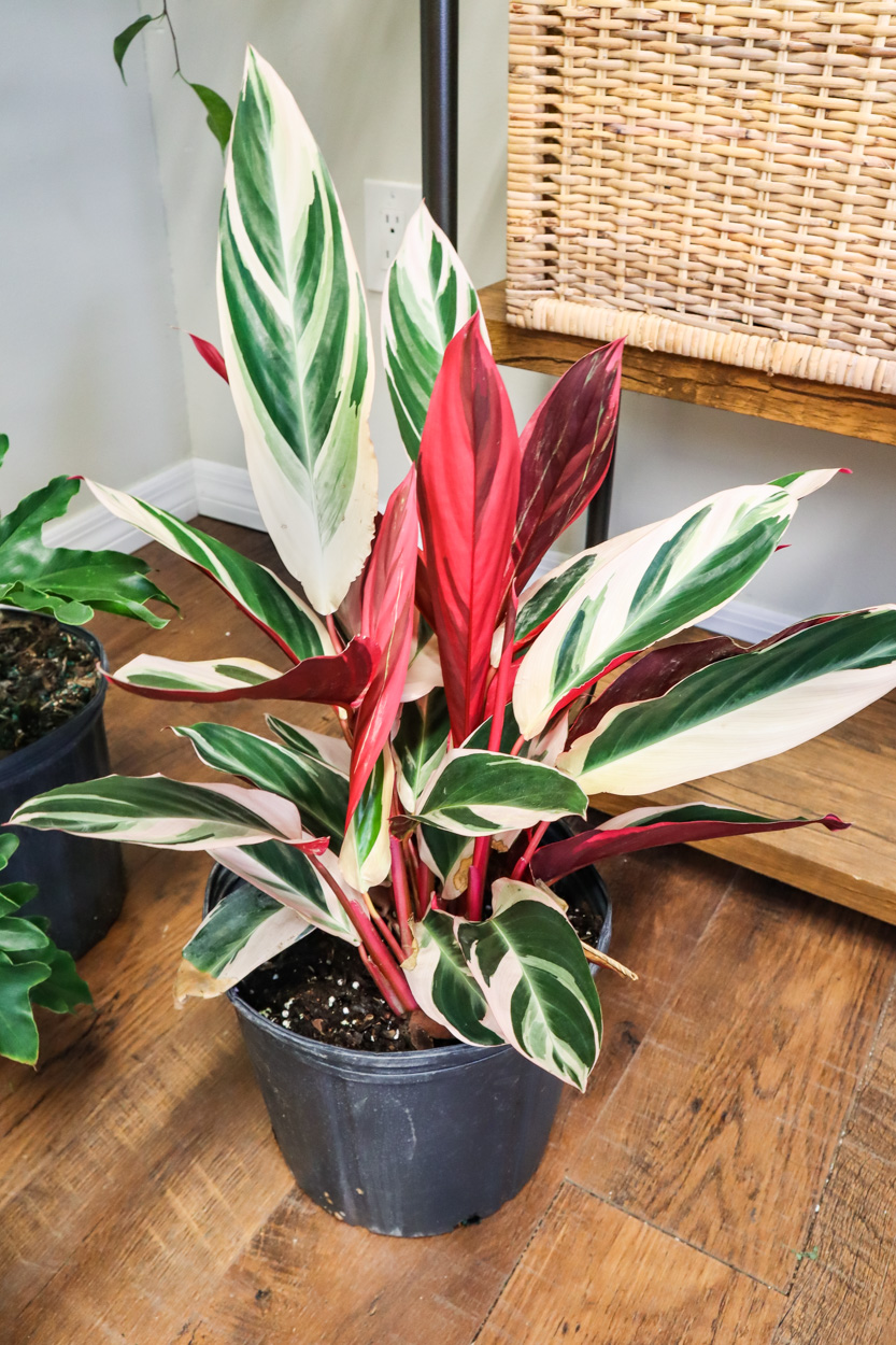  How to prevent Stromanthe Triostar leaves from Curling