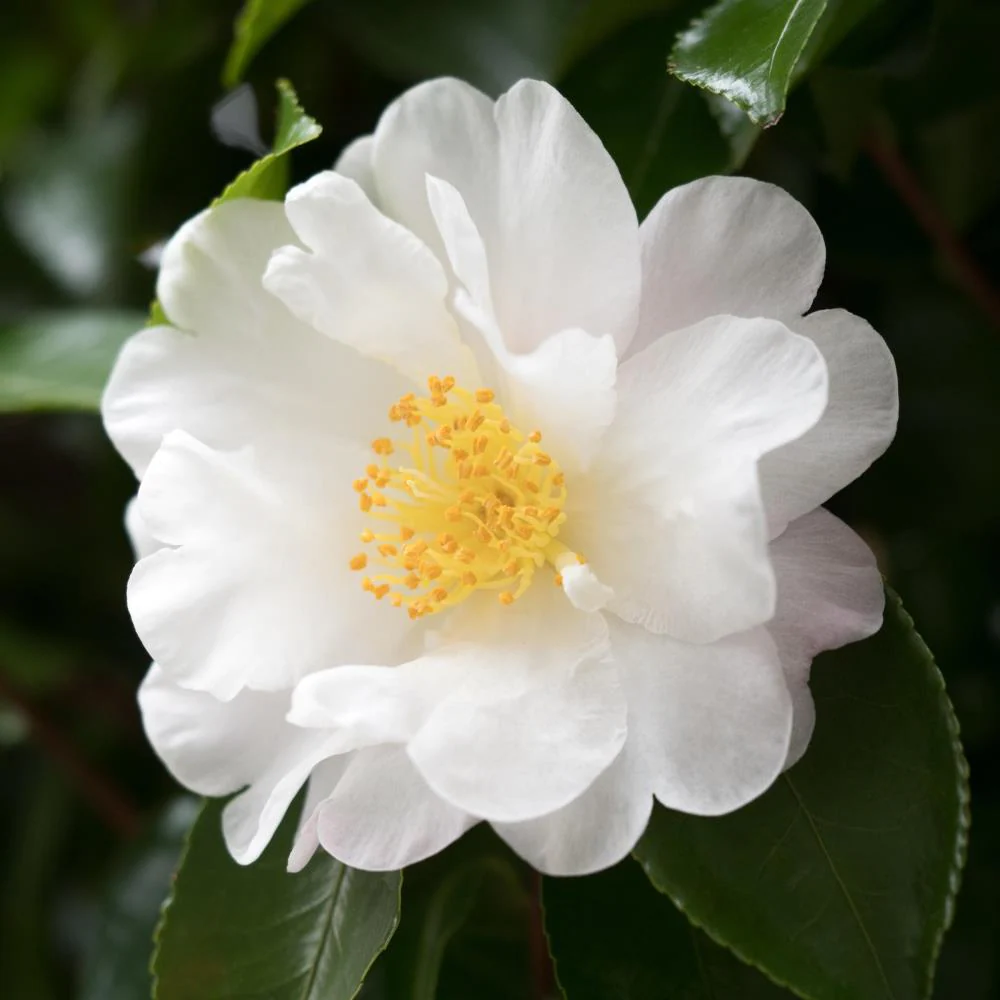 White Camelia flower