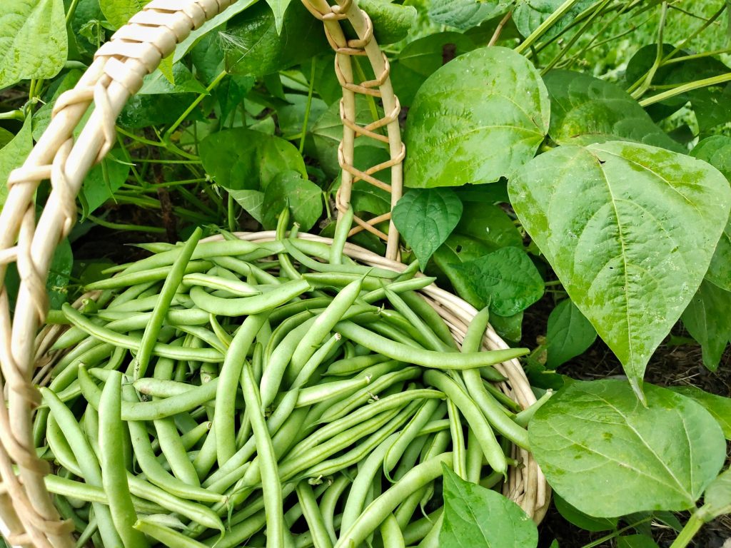 a basket of beans is in the garden with bean bushes