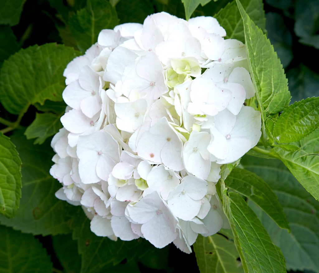 White Hydrangea flower for home