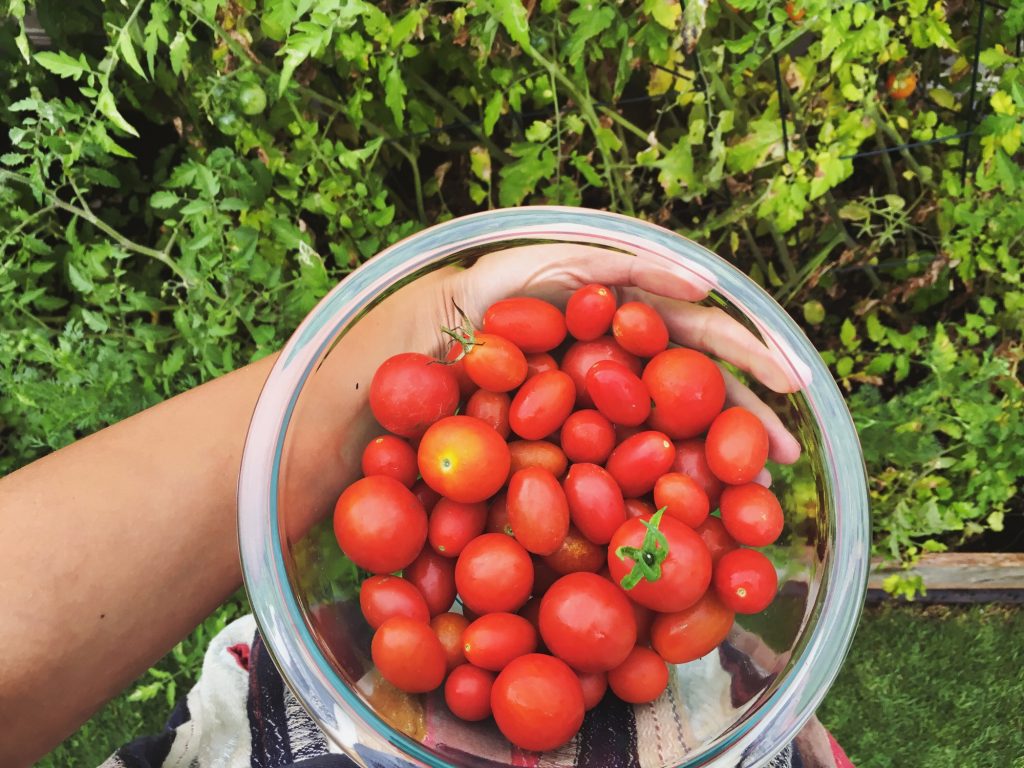 Cherry tomatoes from the garden