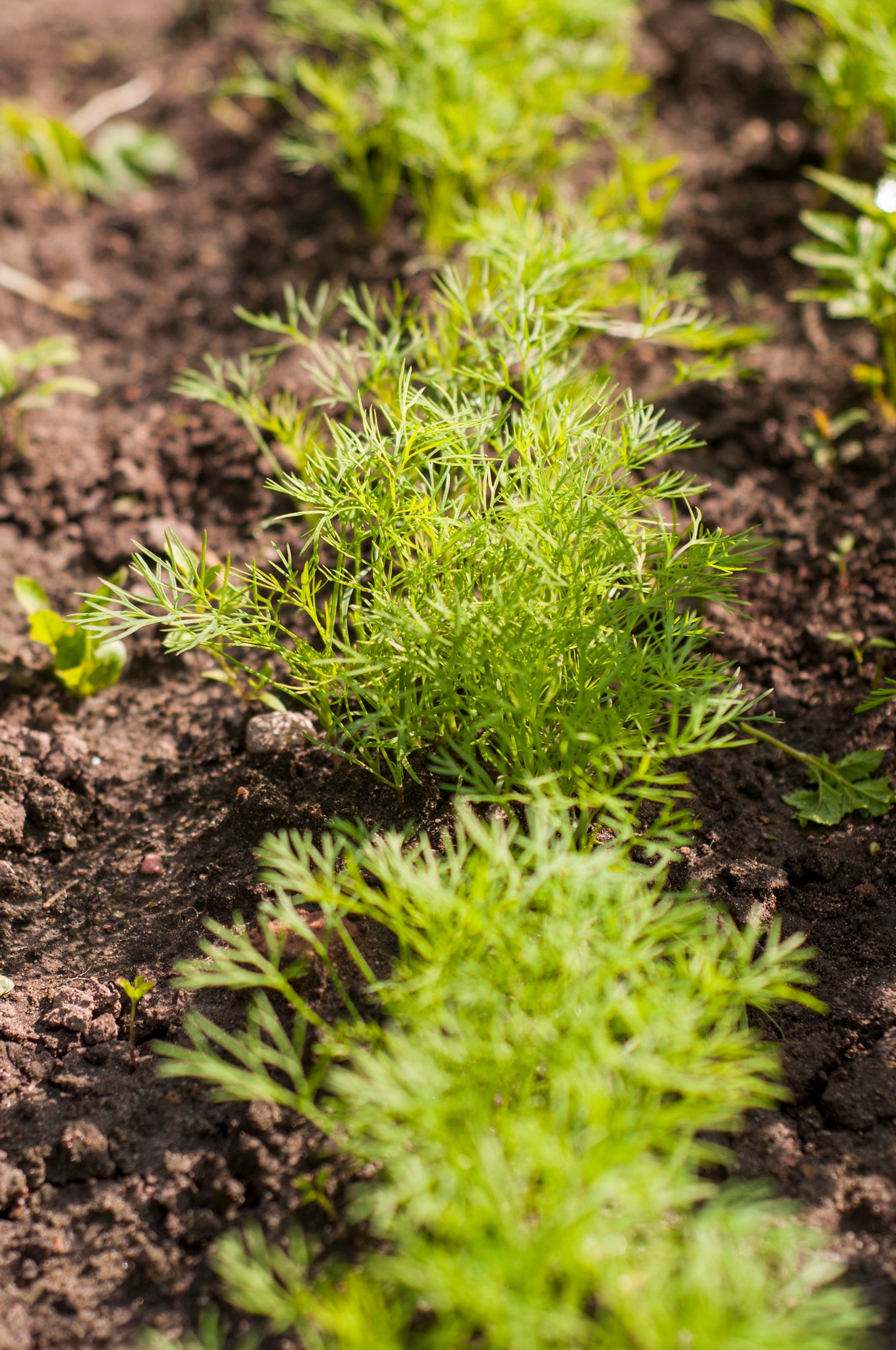 Dill sprouts in the garden