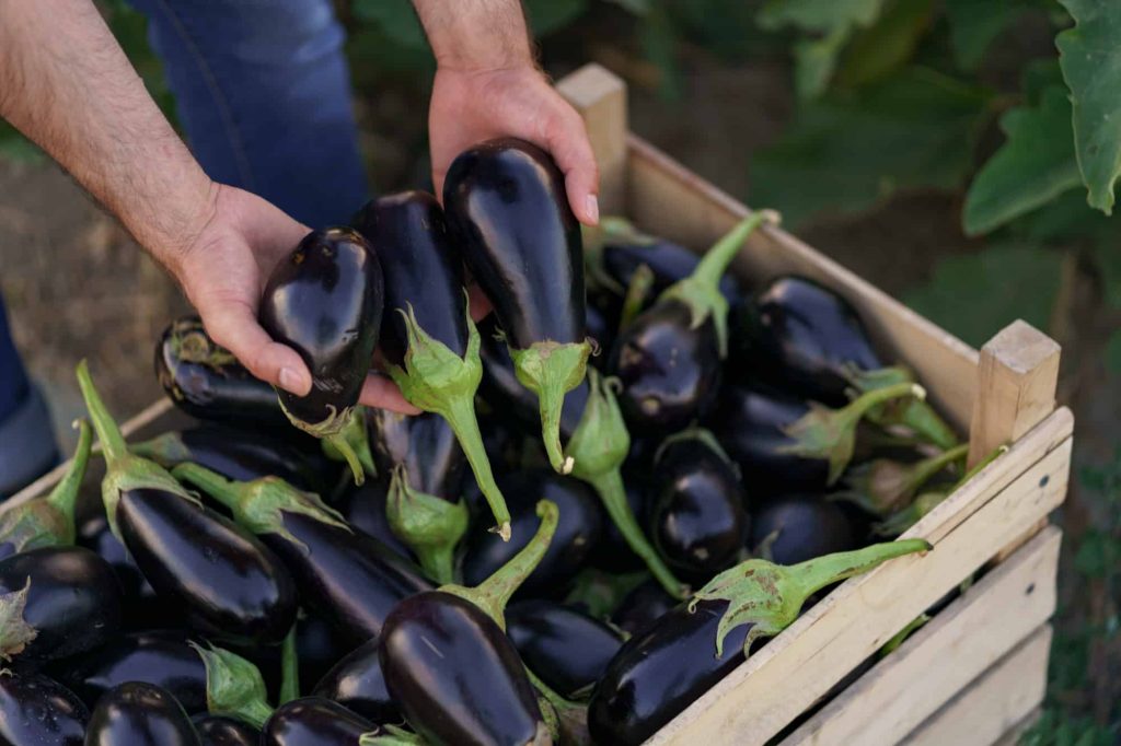 Eggplant Companion Plants