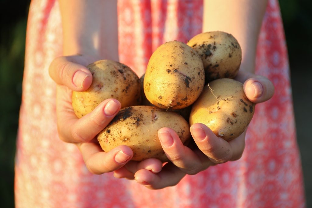 Farmers holding potatoes in hands on farm at sunset.