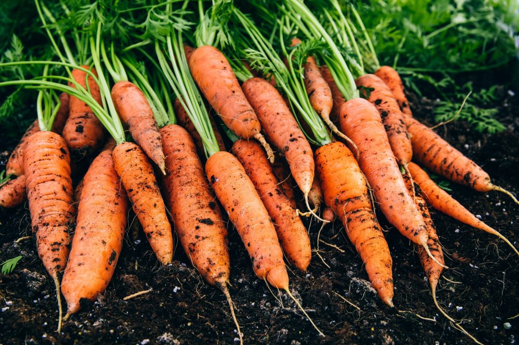 Fresh carrots. Harvest organic carrots on the ground.