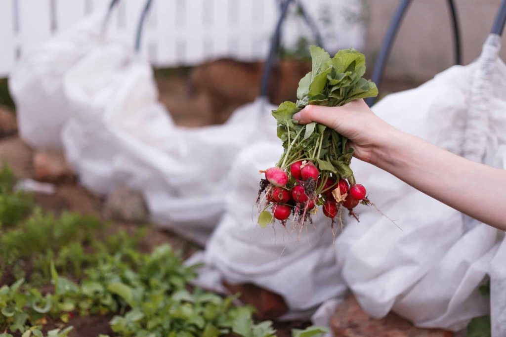 best companion plants for radishes