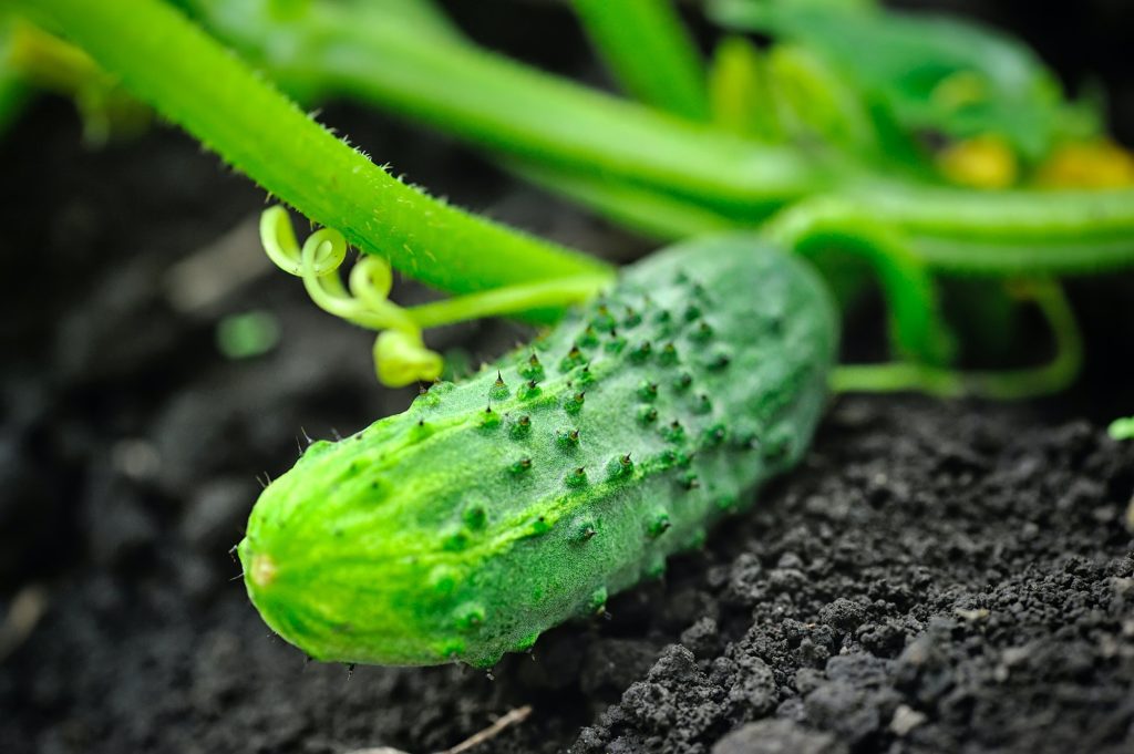 Growing cucumber in the garden