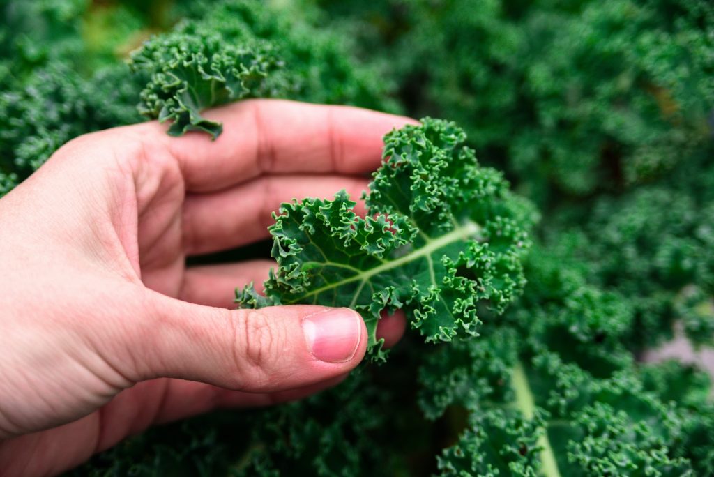 Growing kale cabbage close up