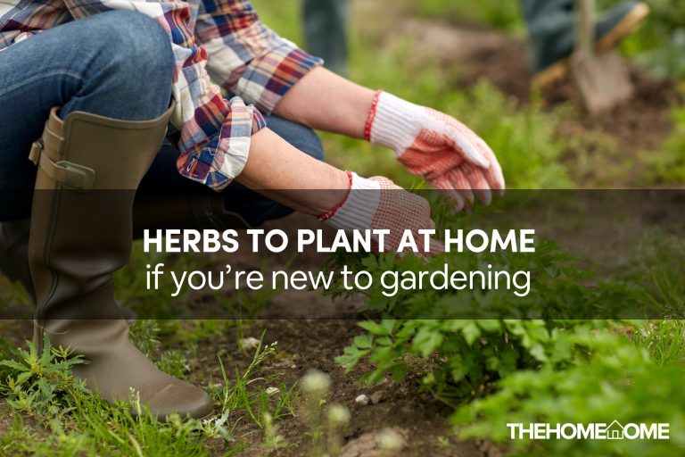 herbs to plant at home