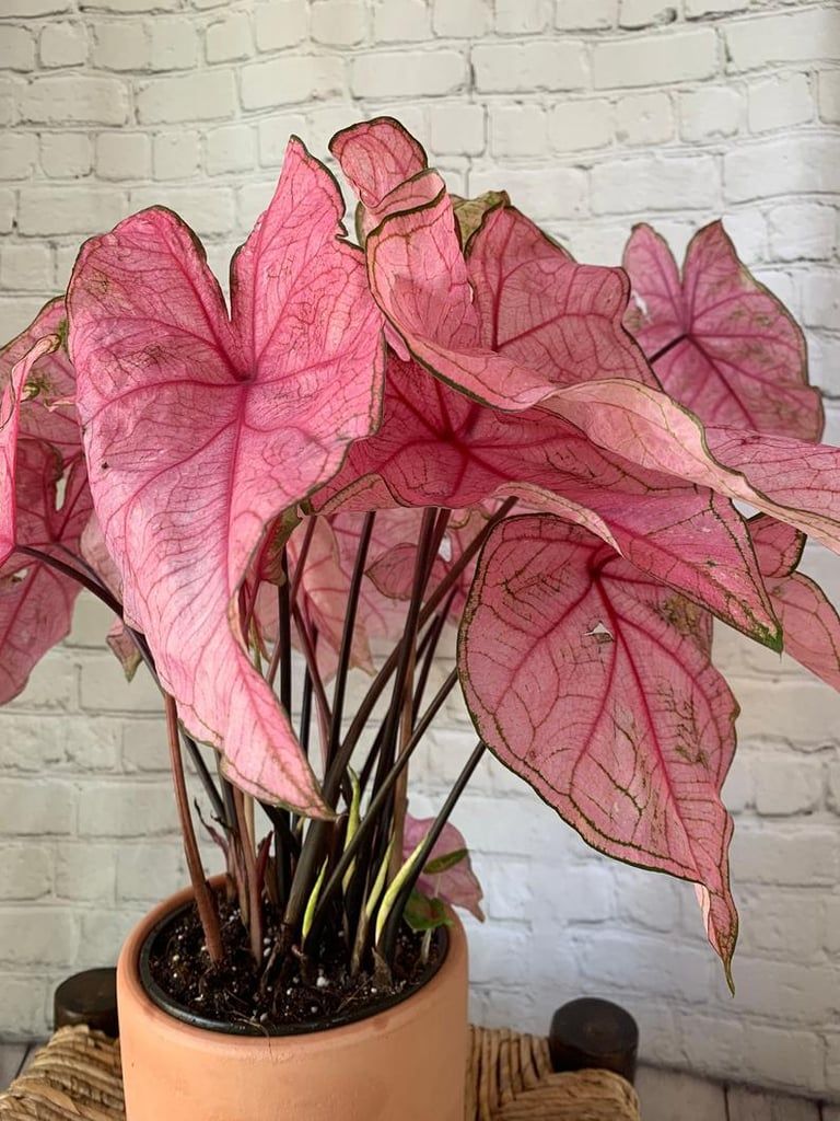  Pretty Pink Caladium